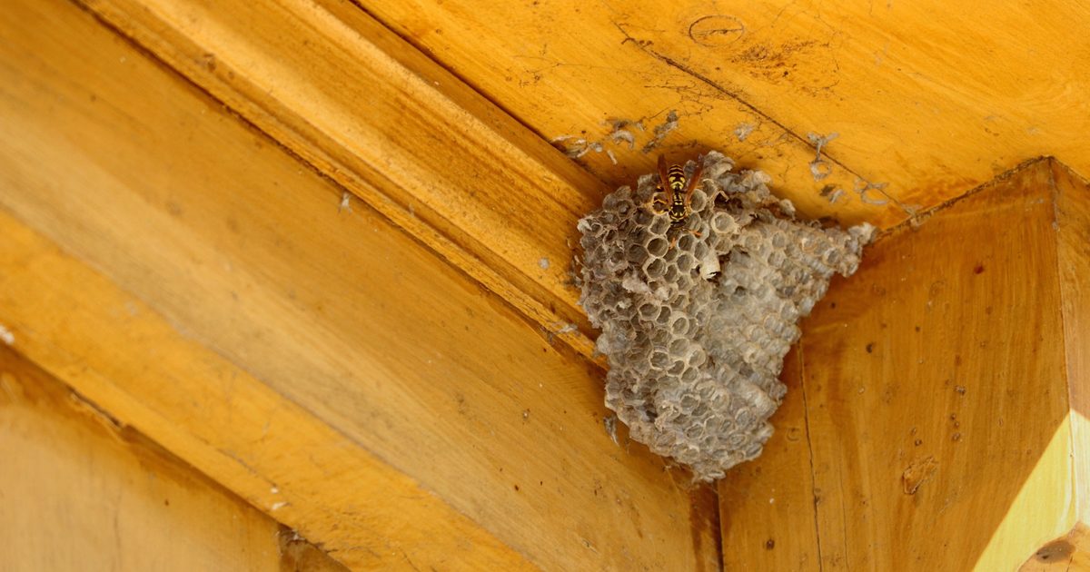 Pest control website design example with a sharp service-business hero image